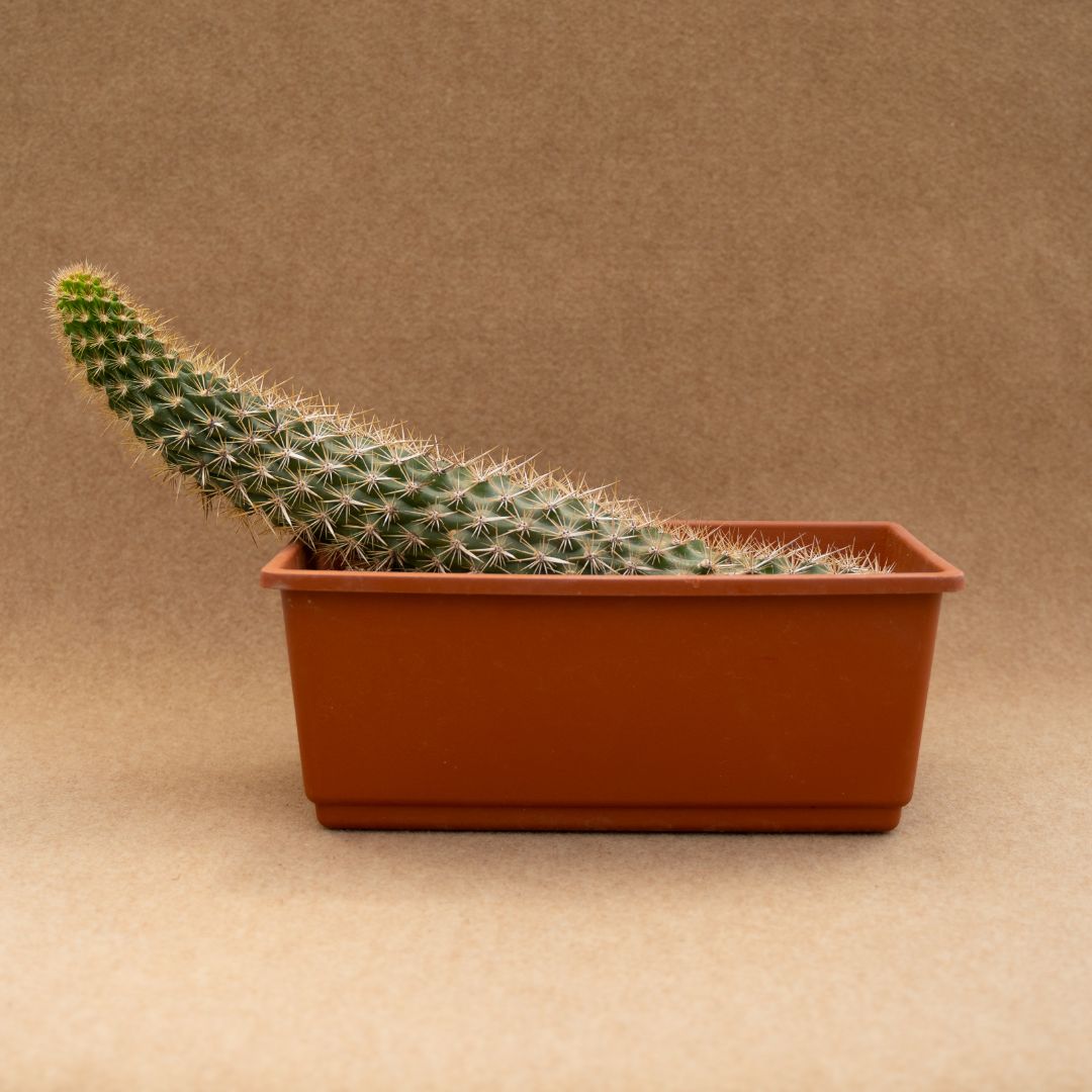 Machaerocereus eruca 35x15 cm - immagine 2