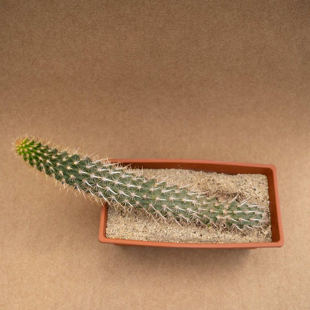 Machaerocereus eruca 35x15 cm - immagine 3