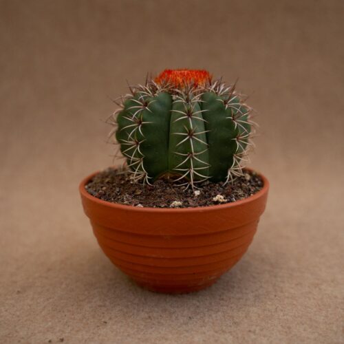 Melocactus matanzanus Ø 13 cm