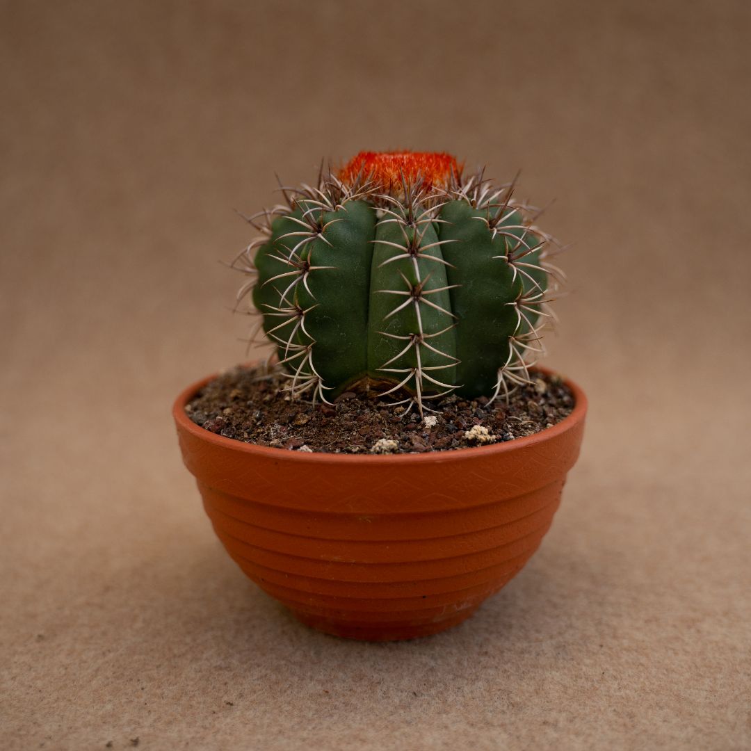 Melocactus matanzanus Ø 13 cm