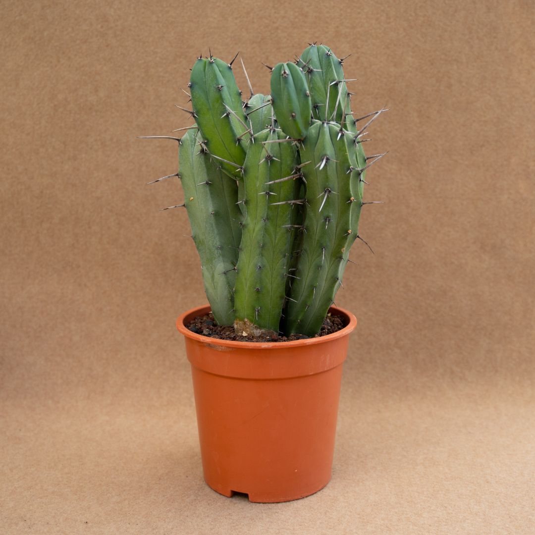 Myrtillocactus geometrizans Ø 21 cm