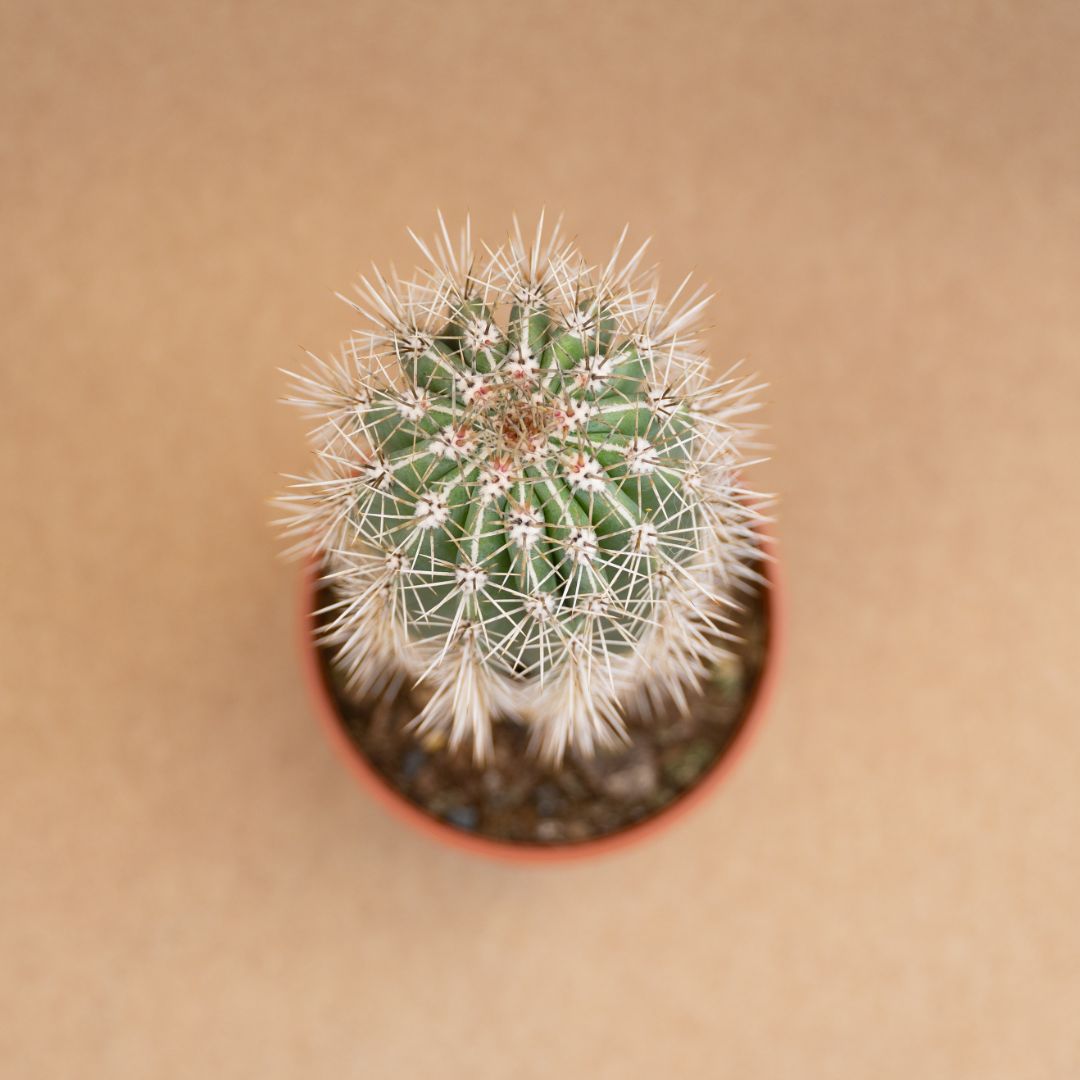 Pachycereus pringlei Ø 21 cm - immagine 2