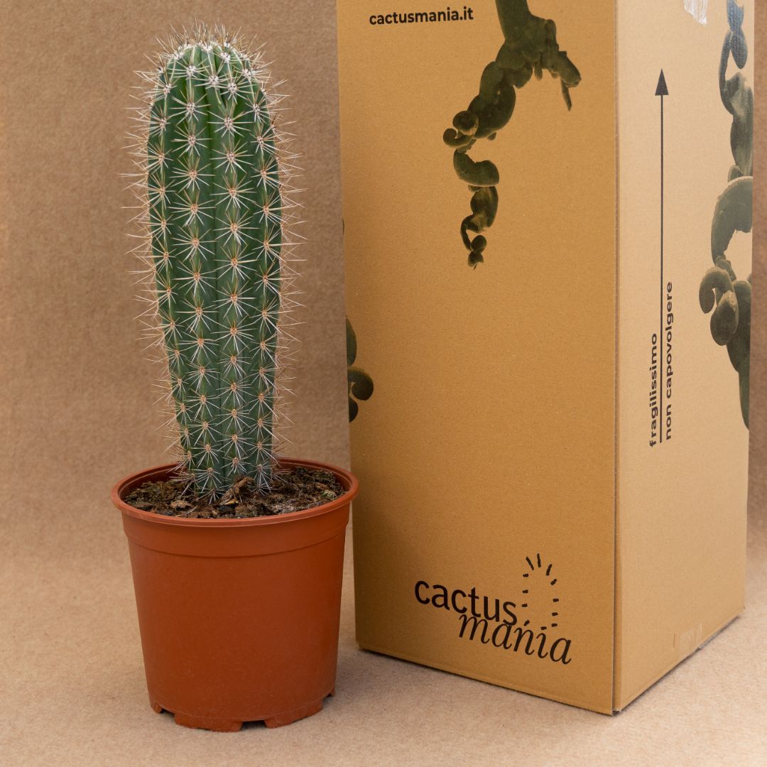 Pachycereus pringlei Ø 21 cm - immagine 3