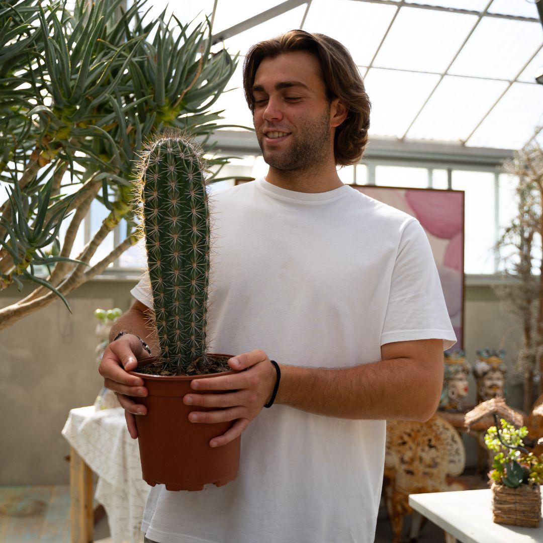 Pachycereus pringlei Ø 21 cm - immagine 4