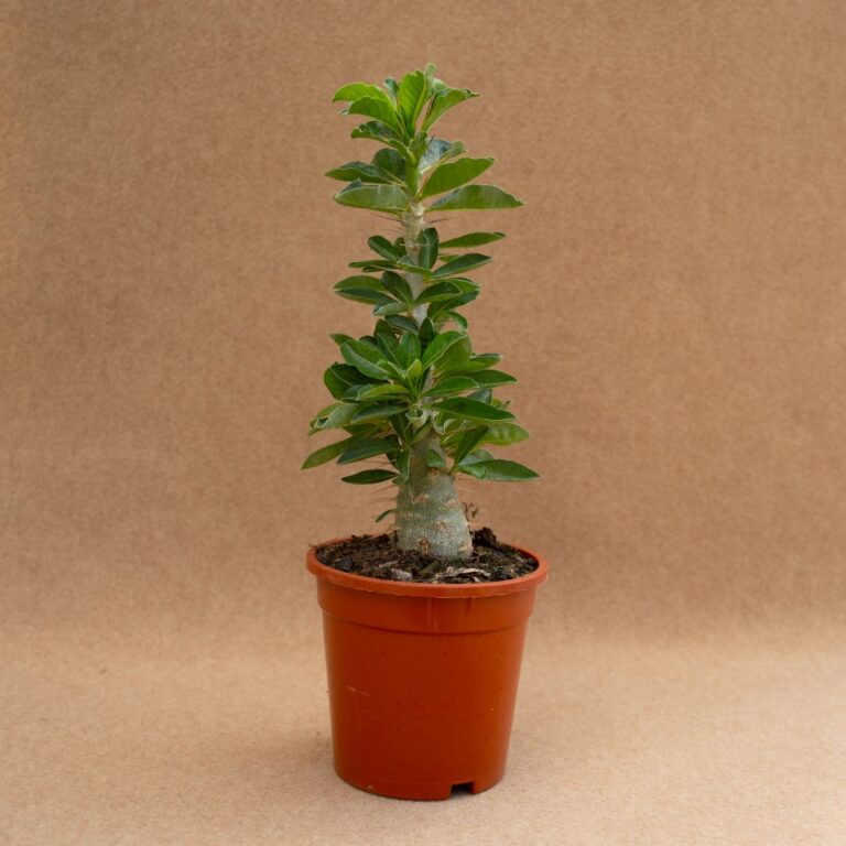 Pachypodium saundersii Ø 17 cm