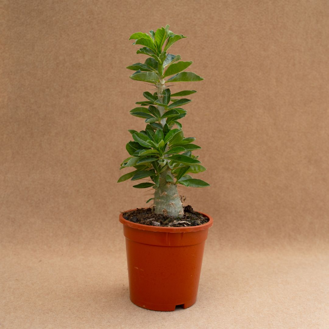 Pachypodium saundersii Ø 17 cm