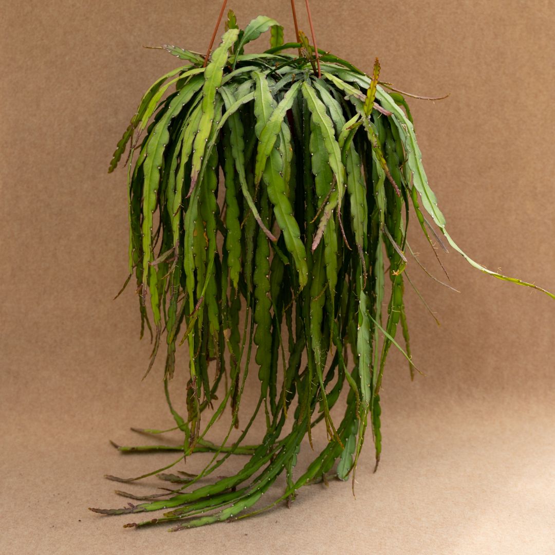 Rhipsalis cruciformis in vaso Ø 19 cm