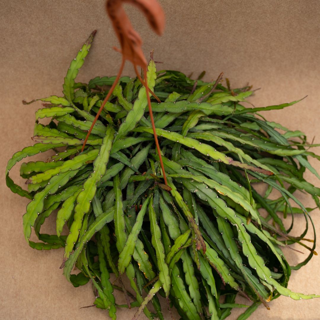 Rhipsalis cruciformis in vaso Ø 19 cm