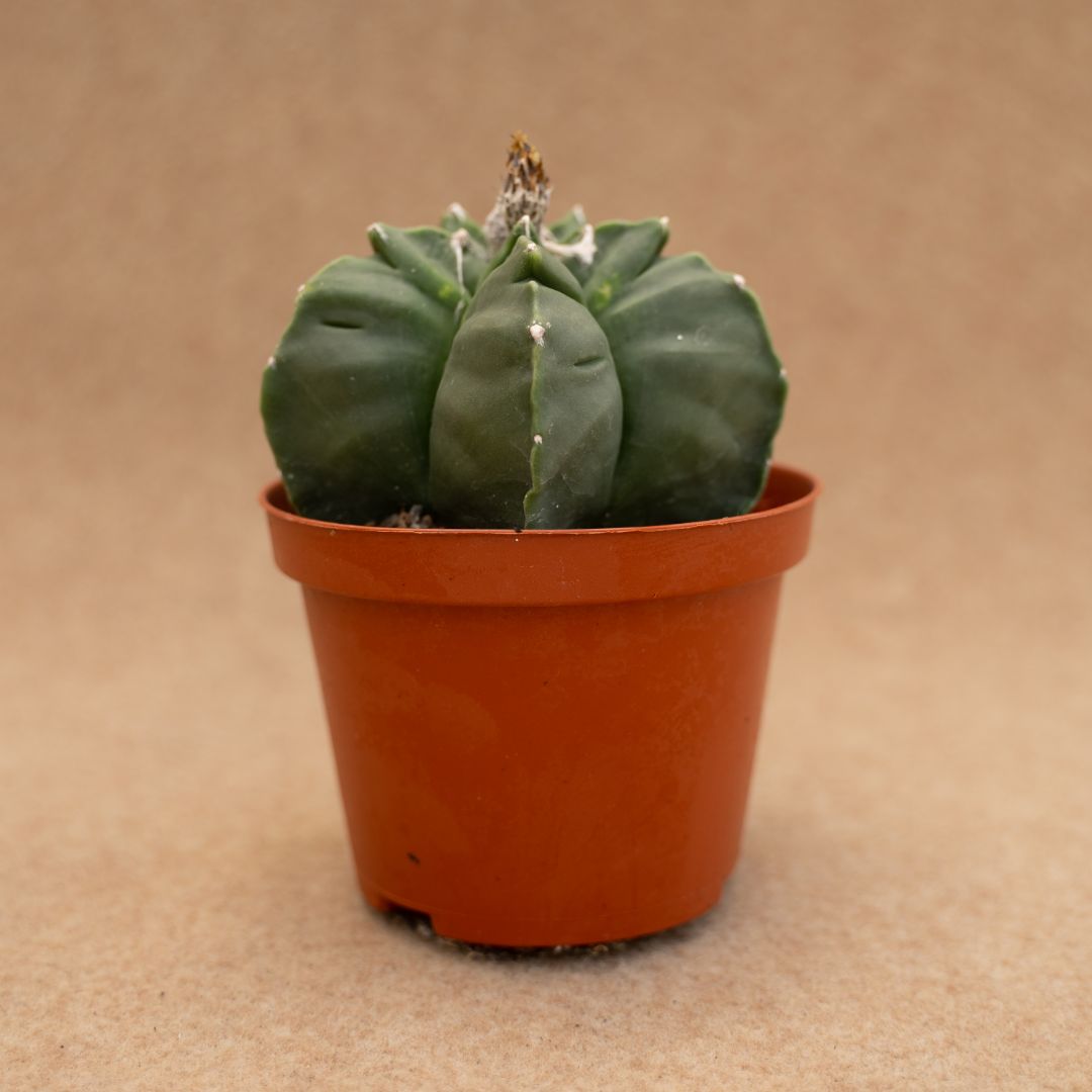 Astrophytum kikko nudum Ø 10,5 cm