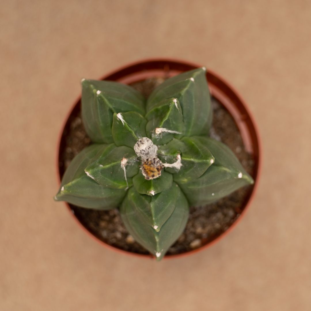 Astrophytum kikko nudum Ø 10,5 cm - immagine 2