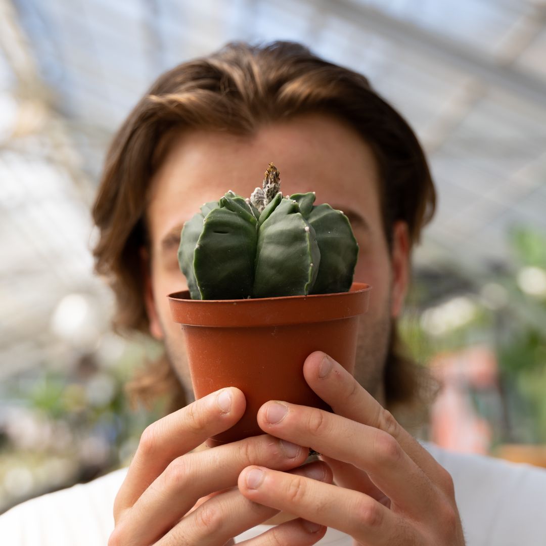 Astrophytum kikko nudum Ø 10,5 cm - immagine 3