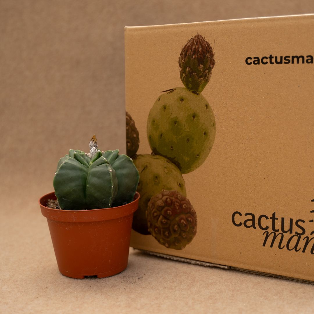 Astrophytum kikko nudum Ø 10,5 cm - immagine 4