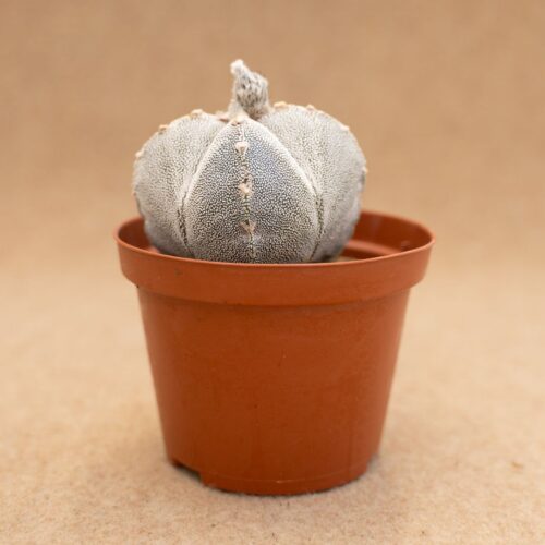 Astrophytum onzuka quadricostatum Ø 10,5 cm
