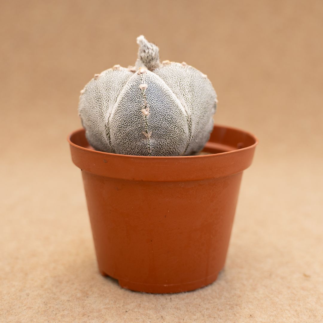 Astrophytum onzuka quadricostatum Ø 10,5 cm