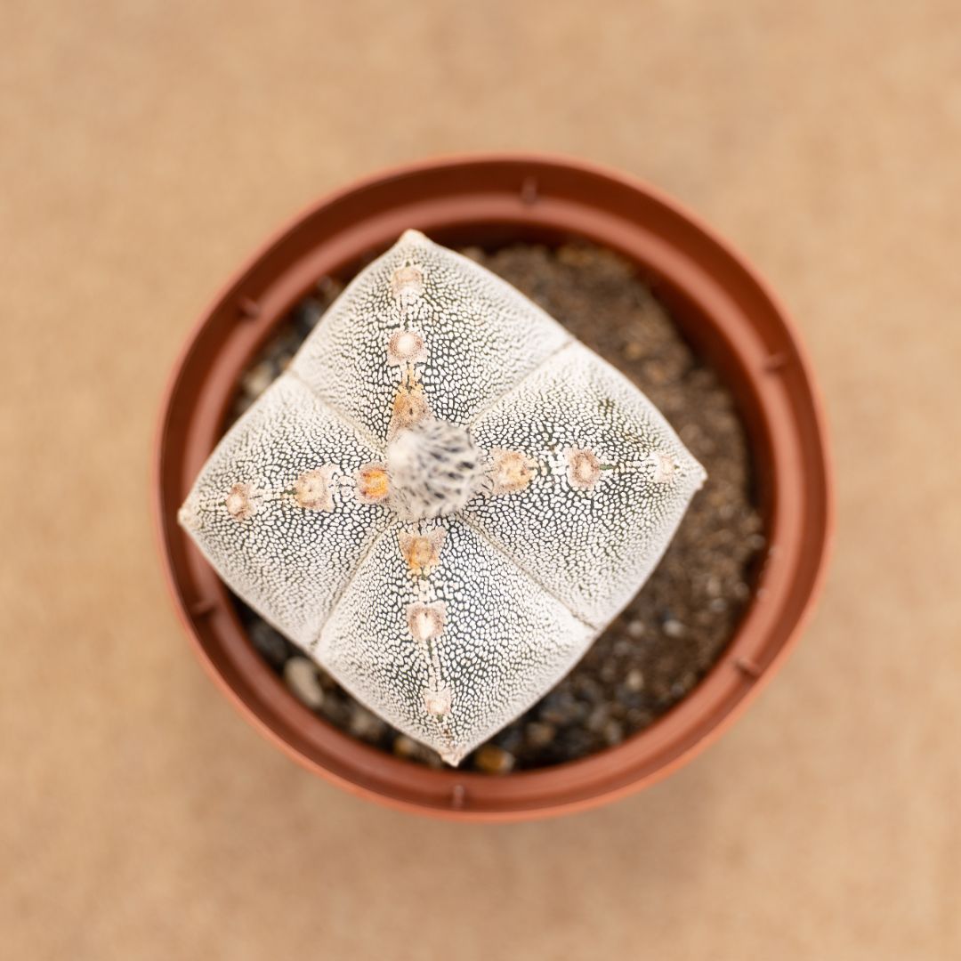 Astrophytum onzuka quadricostatum Ø 10,5 cm - immagine 2