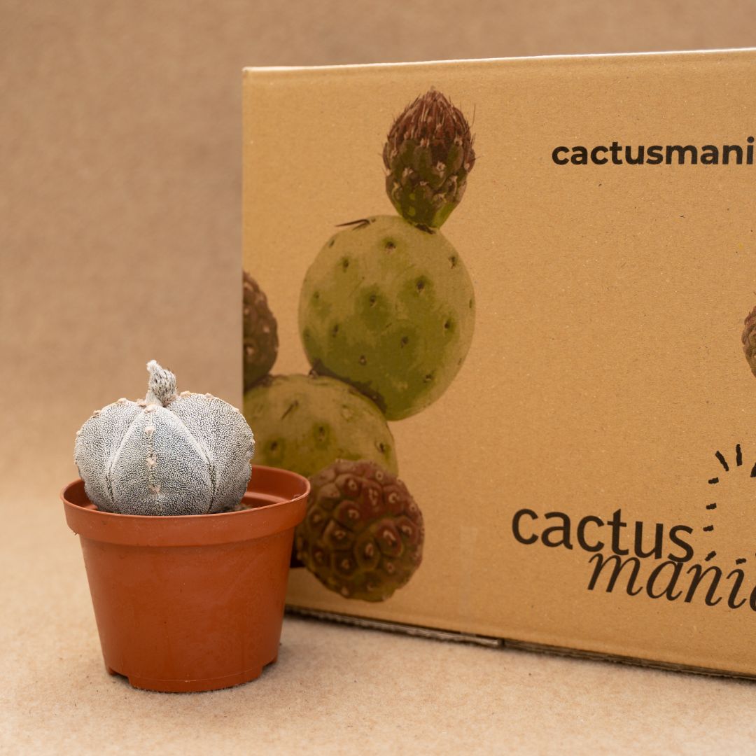Astrophytum onzuka quadricostatum Ø 10,5 cm - immagine 3