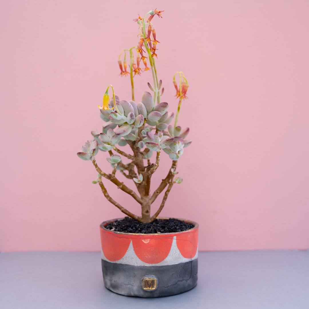 Cotyledon orbiculata v. oophylla