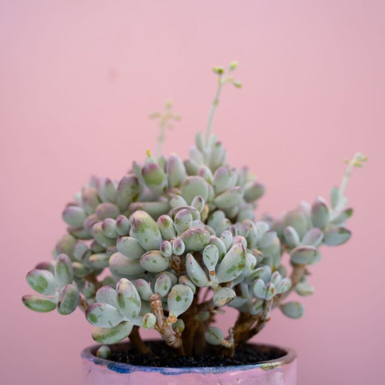 Cotyledon orbiculata v. oophylla