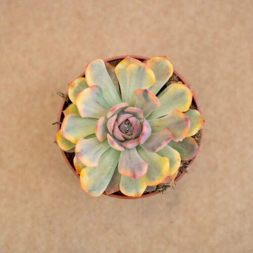 Echeveria hercules variegata Ø 10,5 cm