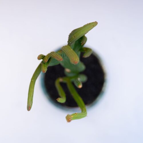 Euphorbia sipolisii crestata