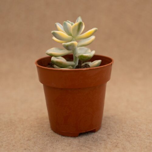 Graptoveria titubans variegata Ø 7,5 cm