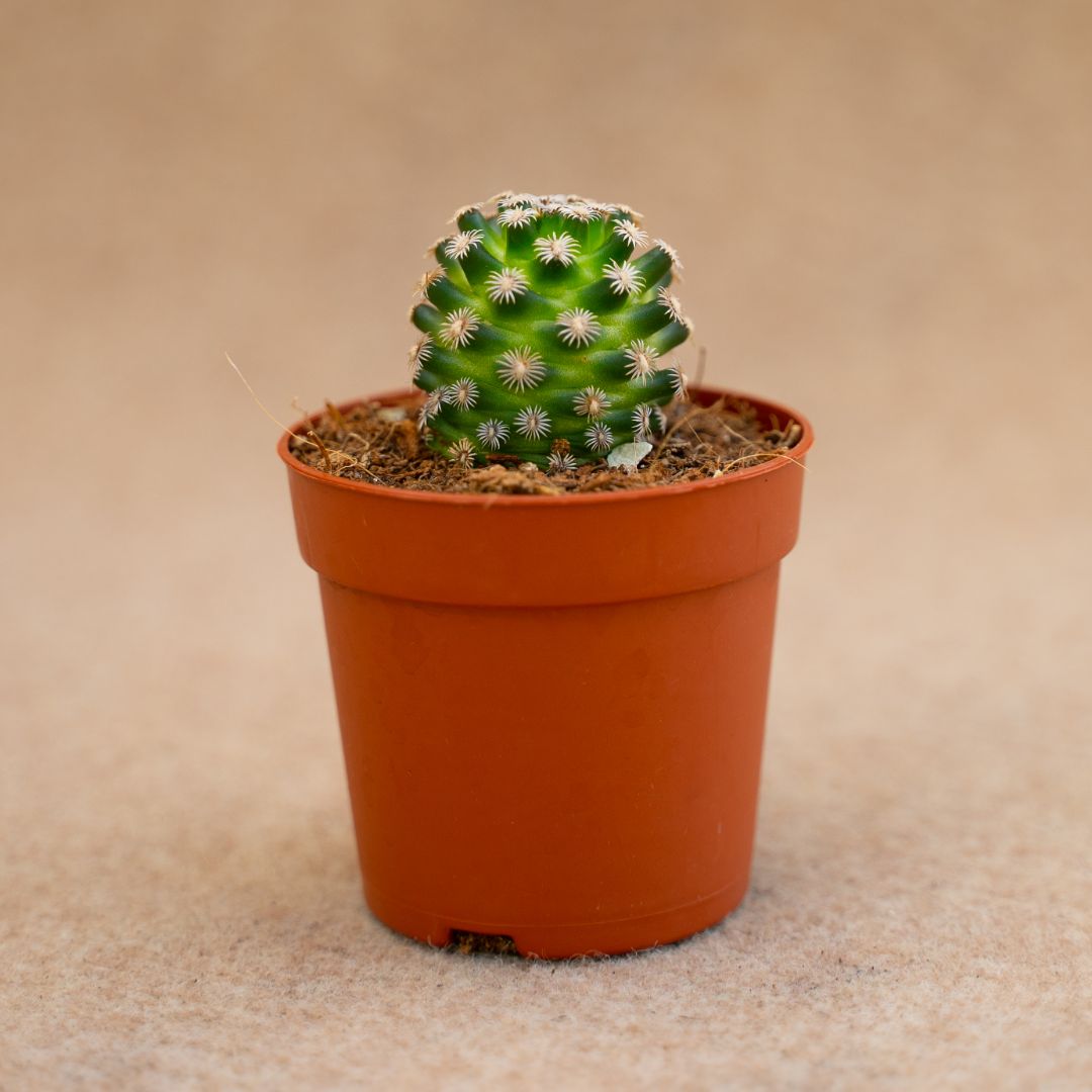 Mammillaria hernandezii Ø 6,5 cm
