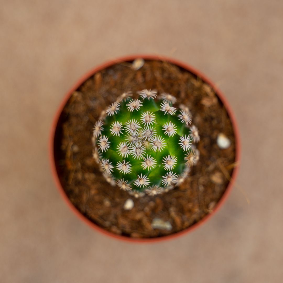 Mammillaria hernandezii Ø 6,5 cm - immagine 2