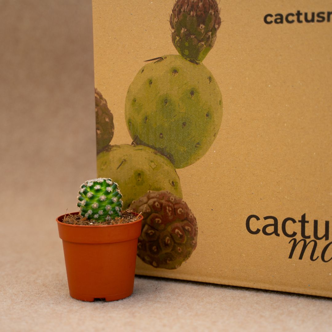 Mammillaria hernandezii Ø 6,5 cm - immagine 3