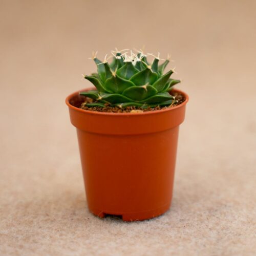 Obregonia denegrii Ø 5,5 cm