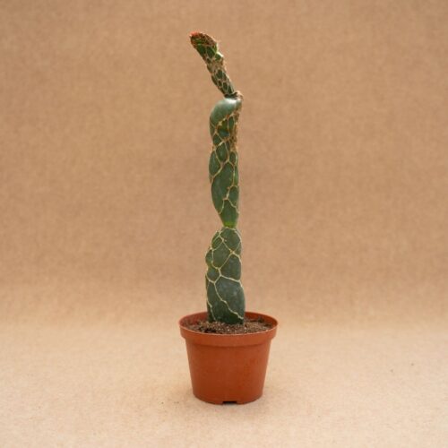 Opuntia zebrina reticulata Ø 10,5 cm