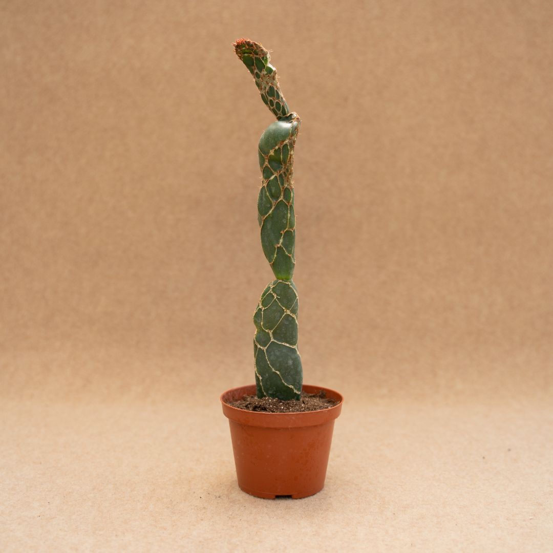 Opuntia zebrina reticulata Ø 10,5 cm