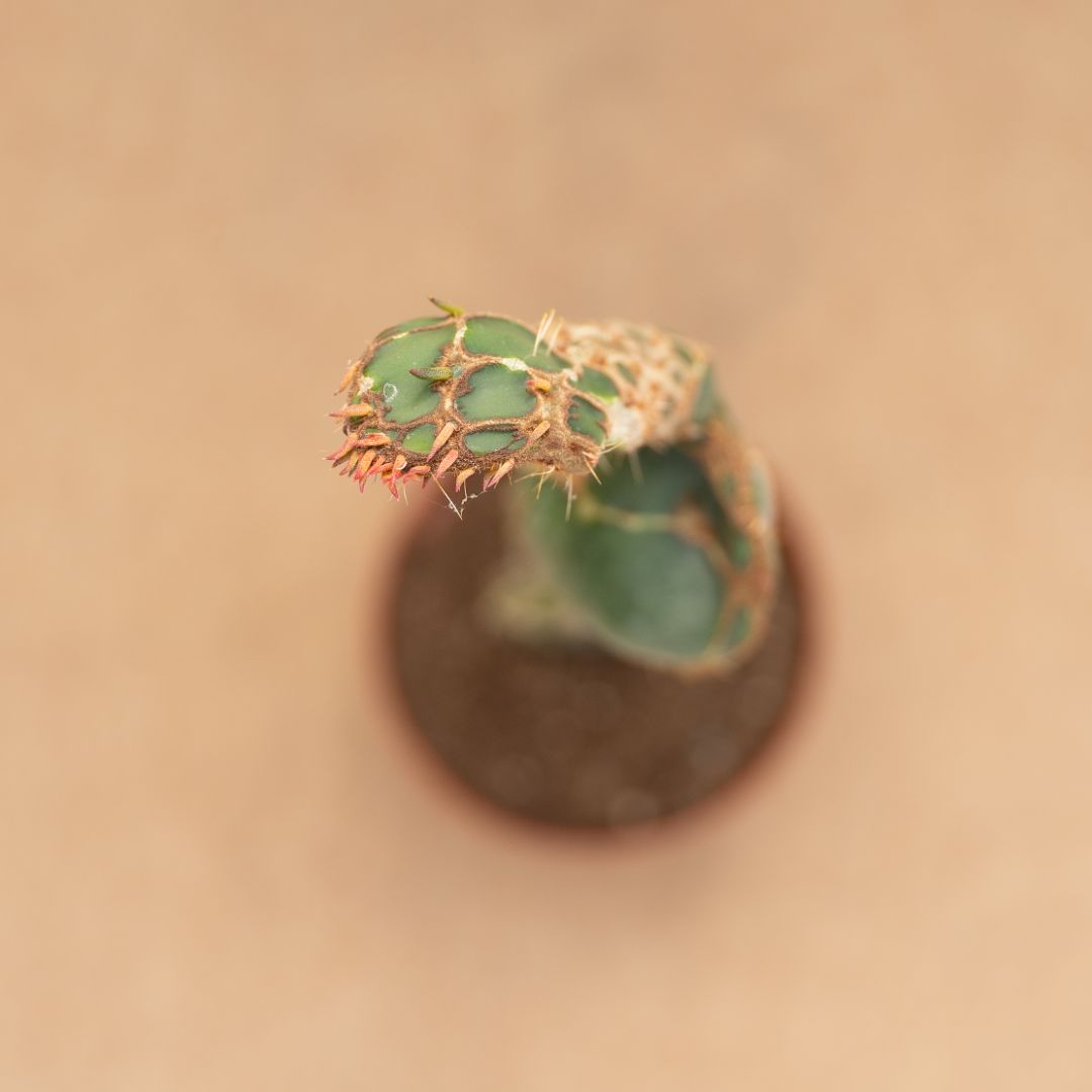 Opuntia zebrina reticulata Ø 10,5 cm - immagine 2