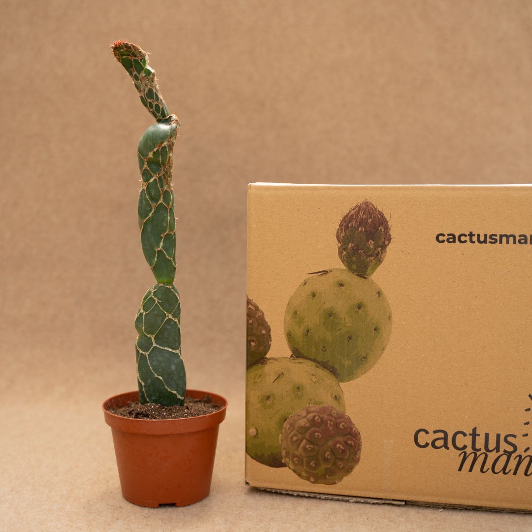 Opuntia zebrina reticulata Ø 10,5 cm - immagine 4