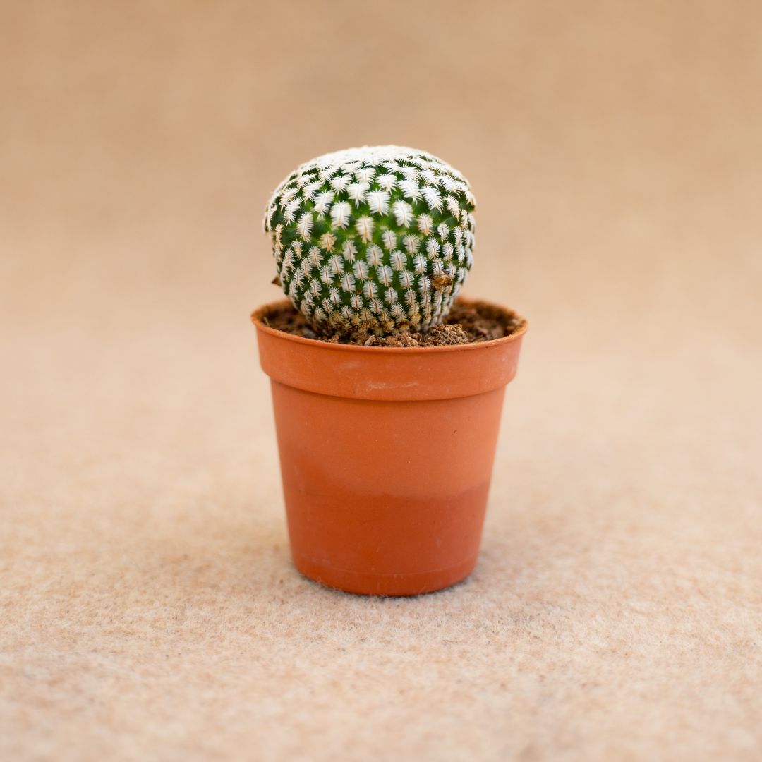 Mammillaria pectinifera (Solisia pectinata) Ø 6,5 cm