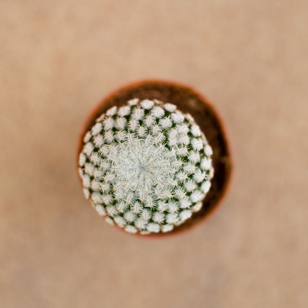 Mammillaria pectinifera (Solisia pectinata) Ø 6,5 cm