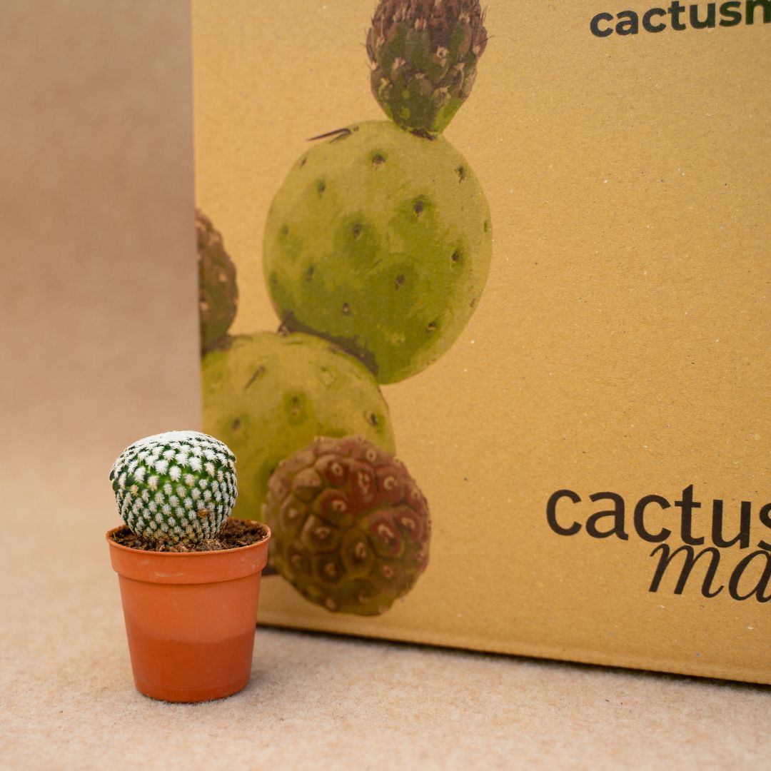 Mammillaria pectinifera (Solisia pectinata) Ø 6,5 cm