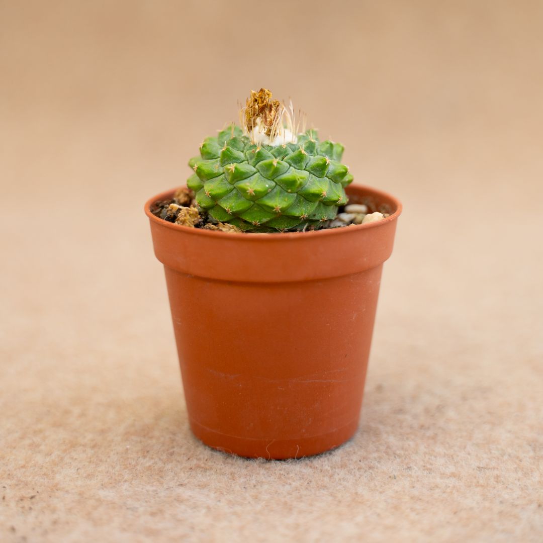 Strombocactus disciformis Ø 5,5 cm