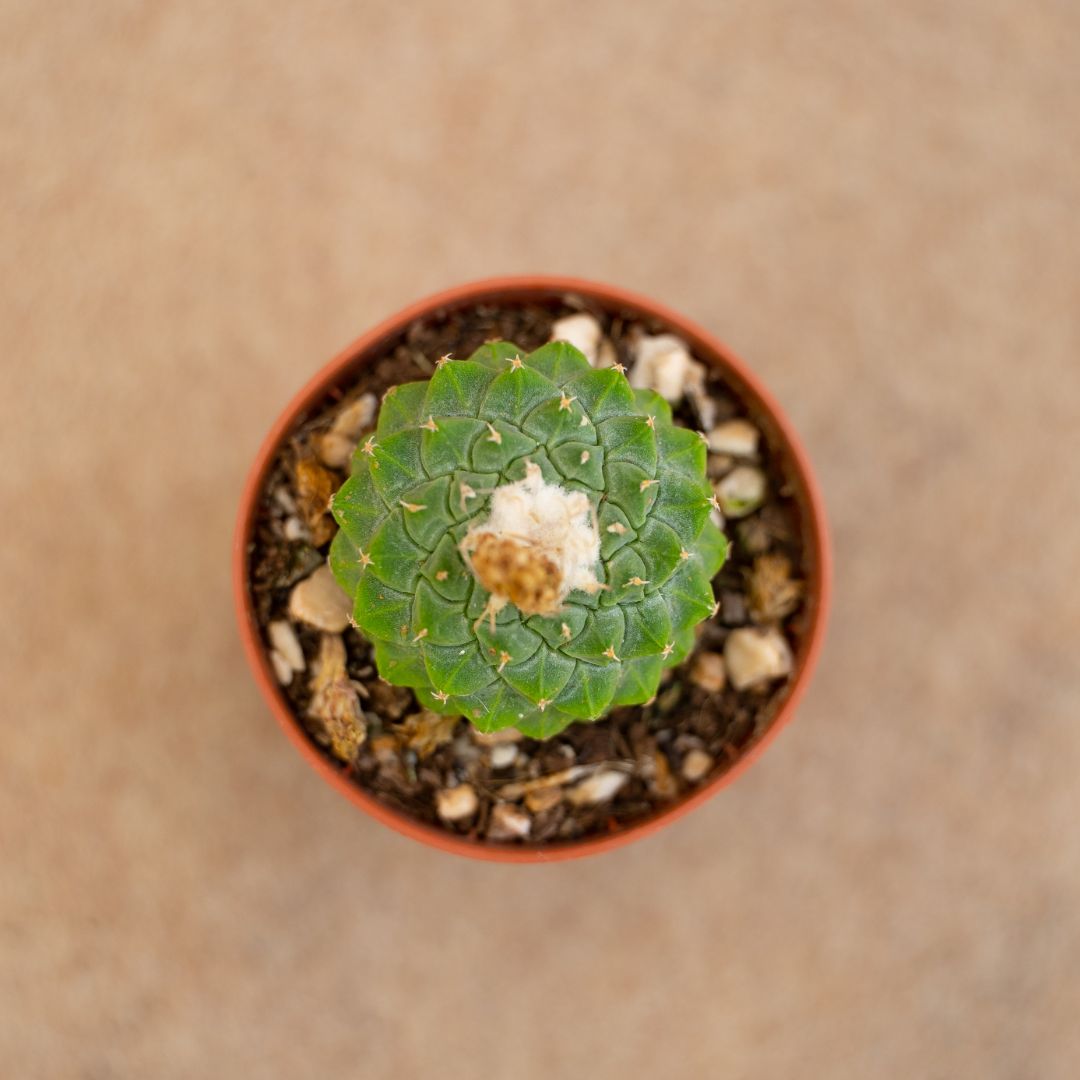 Strombocactus disciformis Ø 5,5 cm - immagine 2