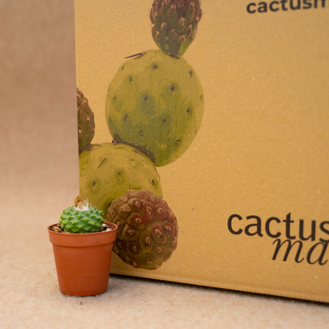 Strombocactus disciformis Ø 5,5 cm - immagine 3