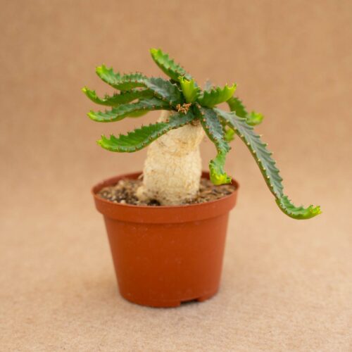 Euphorbia stellata Ø 10,5 cm
