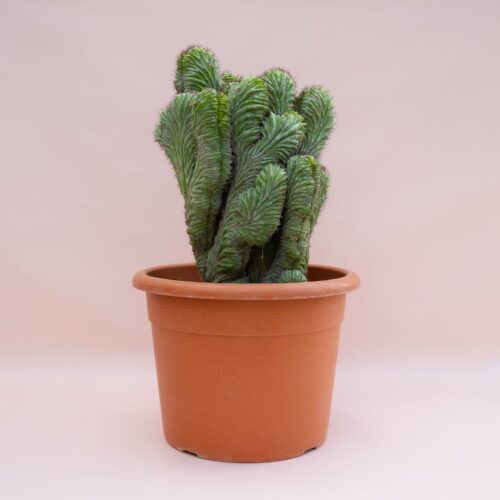 Polaskia chichipe crestata Ø 30 cm