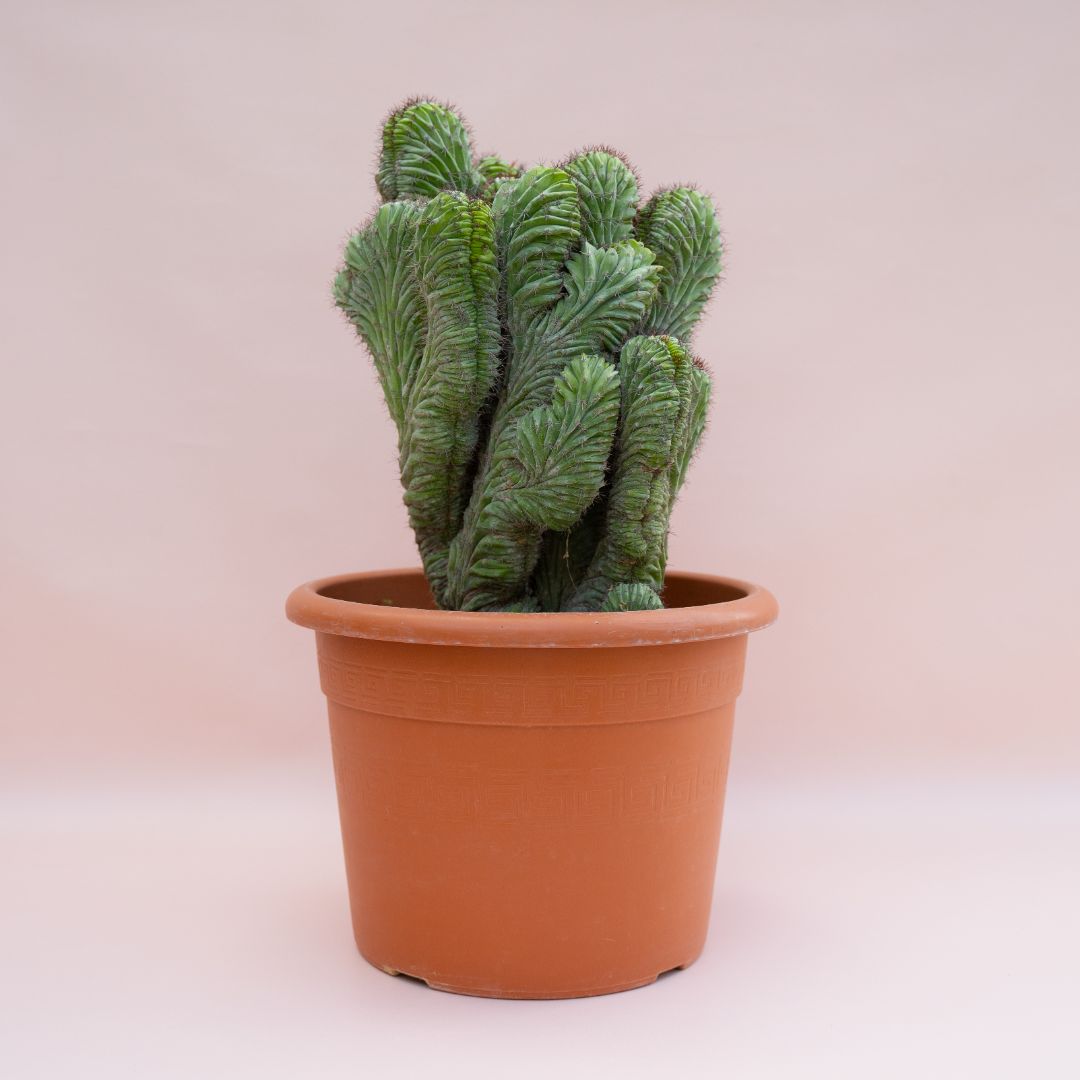 Polaskia chichipe crestata Ø 30 cm