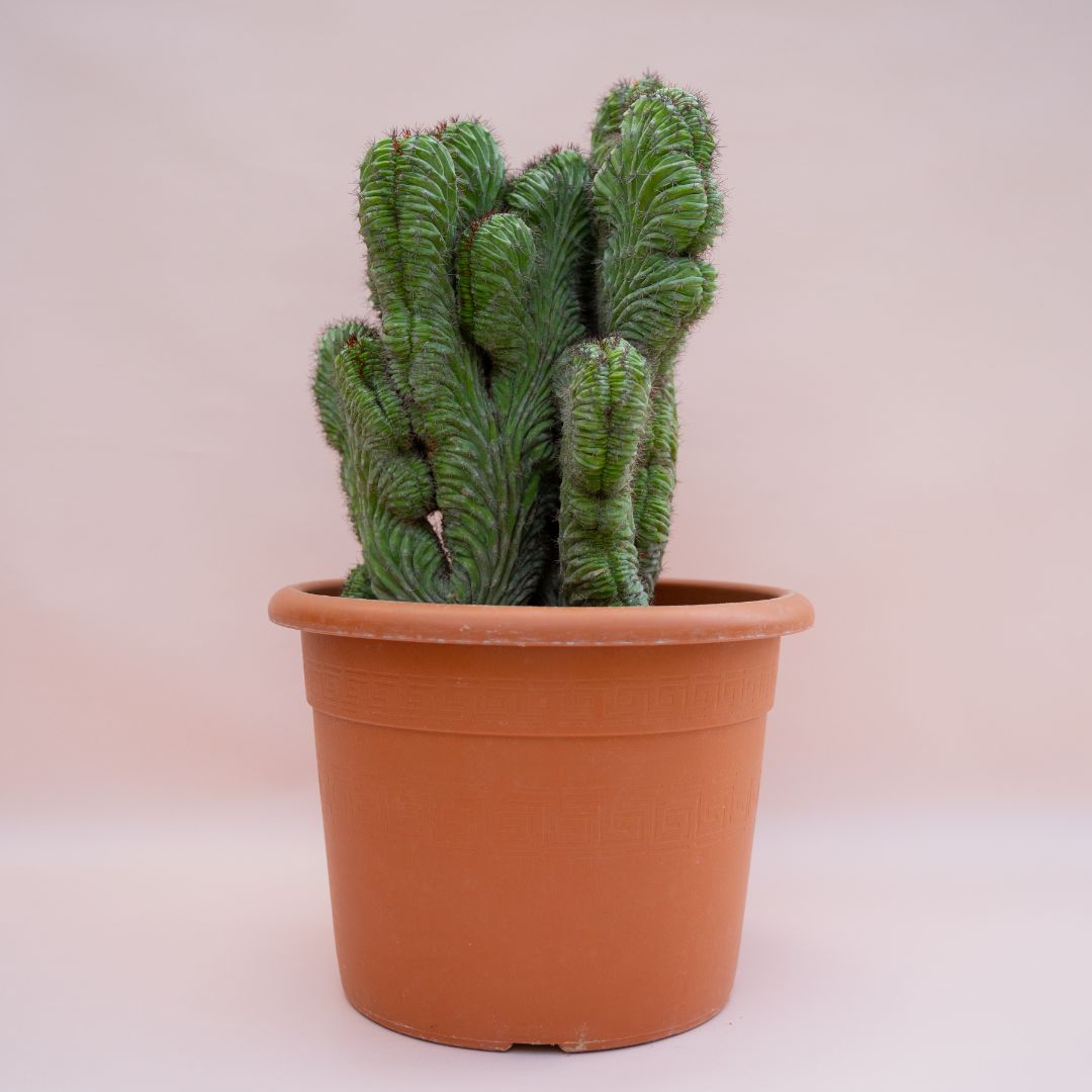 Polaskia chichipe crestata Ø 30 cm - immagine 2