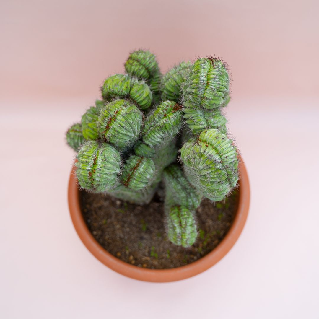Polaskia chichipe crestata Ø 30 cm - immagine 3