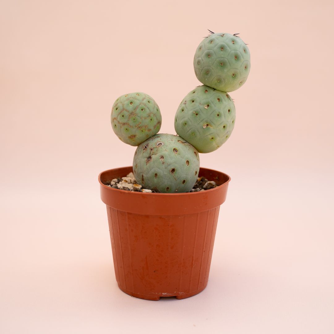 Tephrocactus geometricus 4 palle Ø 12 cm