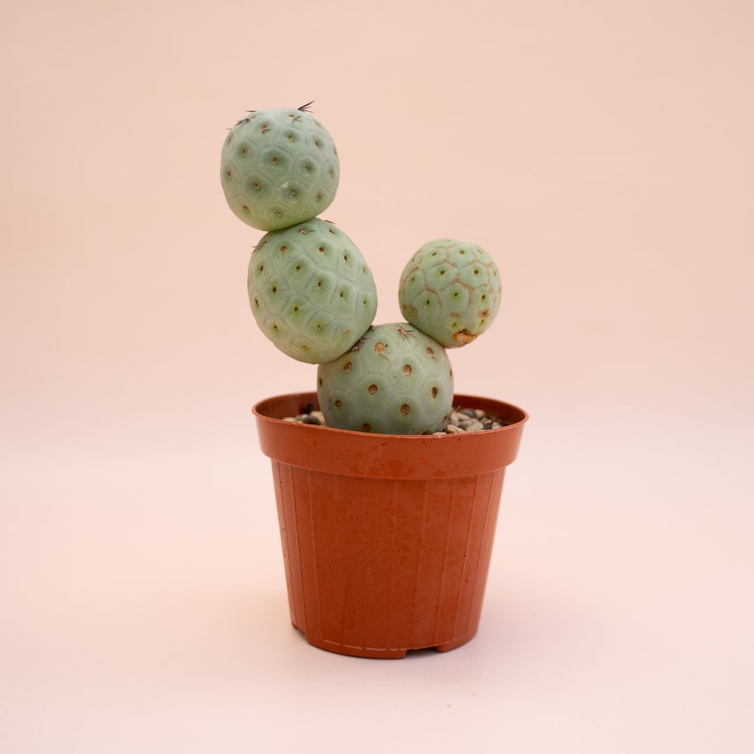 Tephrocactus geometricus 4 palle Ø 12 cm