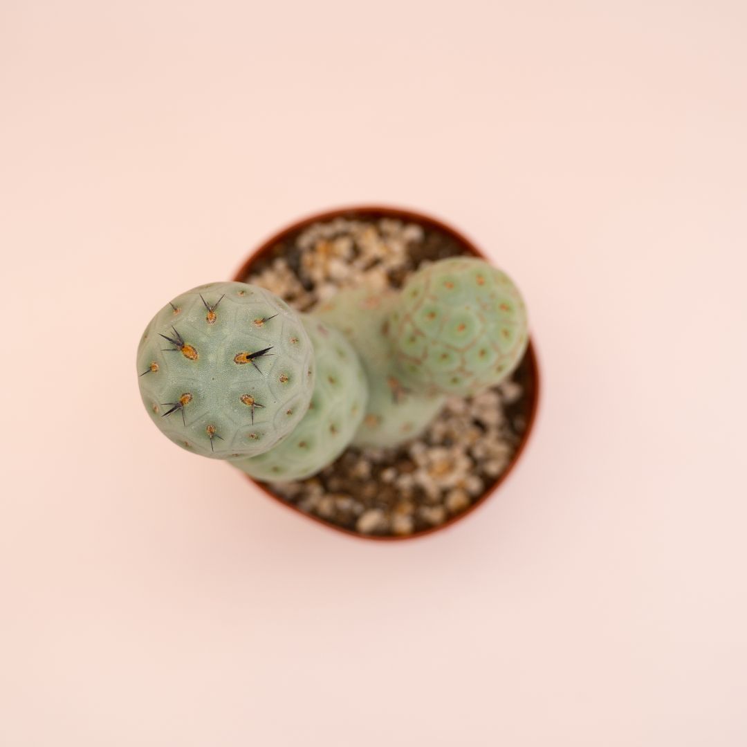 Tephrocactus geometricus 4 palle Ø 12 cm
