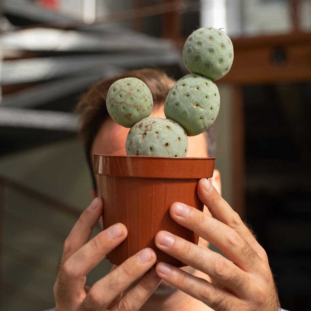 Tephrocactus geometricus 4 palle Ø 12 cm