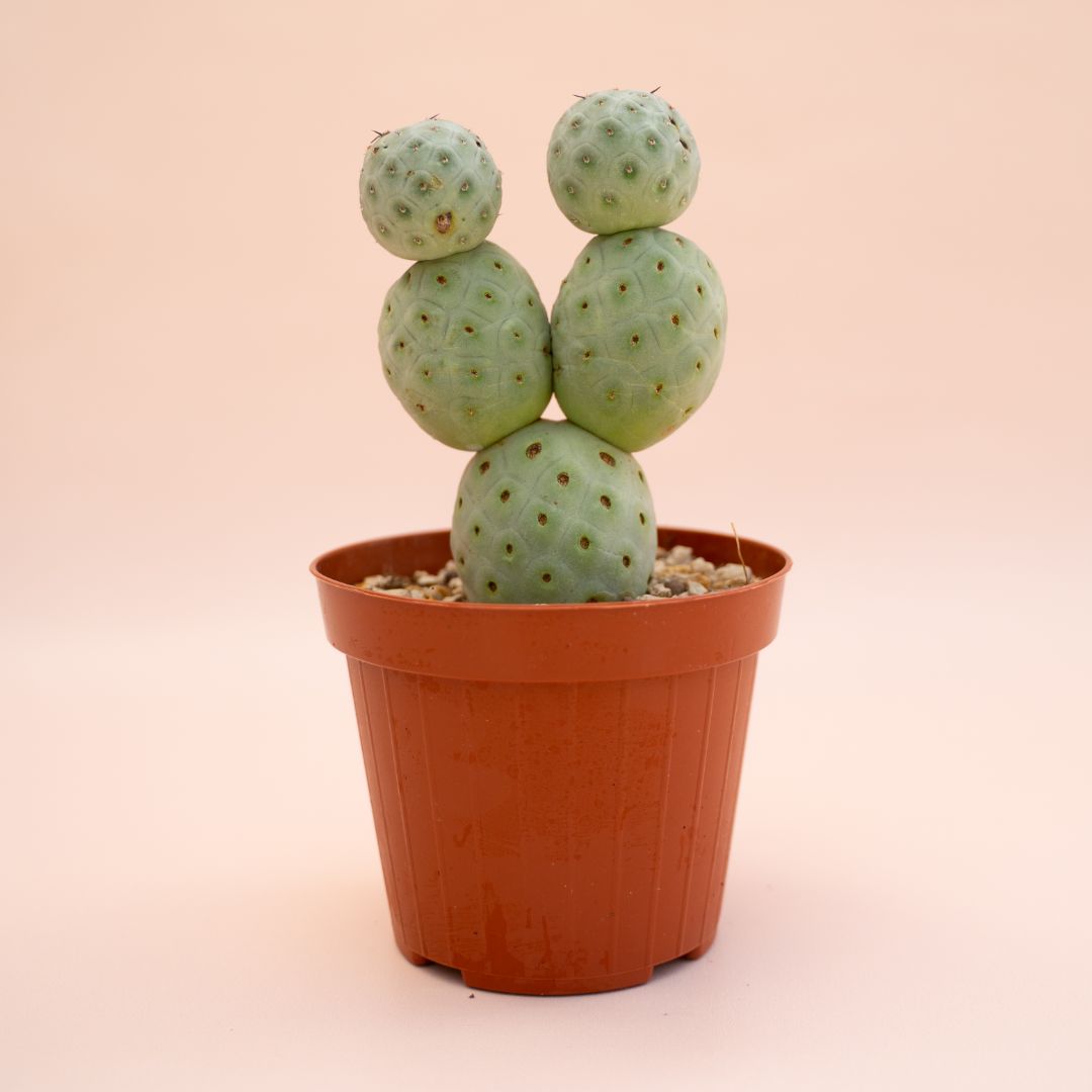 Tephrocactus geometricus 5 palle Ø 12 cm