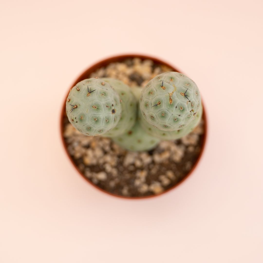 Tephrocactus geometricus 5 palle Ø 12 cm